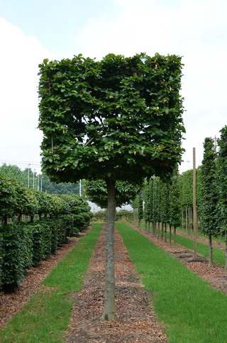 Fagus sylvatica-Rotbuche mit Quader_alt