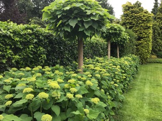 Catalpa bignonioides nana Kugeltrompetenbaum_alt