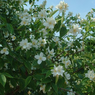 Philadelphus cor.- Gartenjasmin_alt